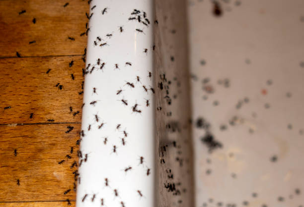 Pest Prevention Services in Chilhowie, VA