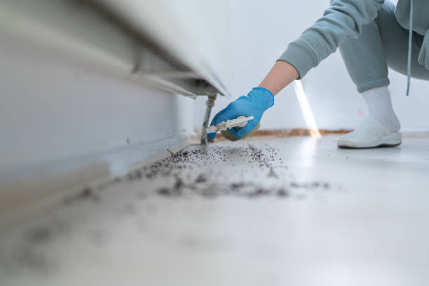 Best Pest Prevention Services  in Chilhowie, VA